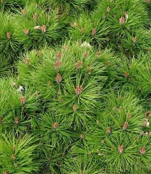 Pinus mugo 'Bambino'